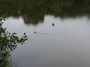 A duck pretending to be a duck