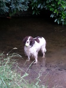 A spaniel pretending to be a duck