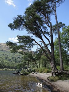 Loch Eck